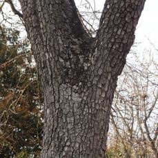 Plaqueminier (Diospyros kaki), 121 cm de circonférence, Jardin du Champ de Mars et Pelouses de l Ecole Militaire (7ème)