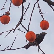 Plaqueminier (Diospyros kaki), 121 cm de circonférence, Jardin du Champ de Mars et Pelouses de l Ecole Militaire (7ème)