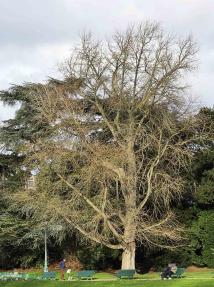 Arbre aux quarante écus (Ginkgo biloba), 355 cm de circonférence, planté en 1935 Parc Montsouris (14ème)