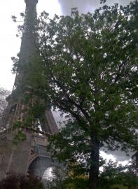 Pterocarya (Pterocarya fraxinifolia) localisé Jardin du Champ de Mars et Pelouses de lEcole Militaire