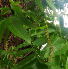 Pterocarya (Pterocarya fraxinifolia) localisé Jardin du Champ de Mars et Pelouses de lEcole Militaire