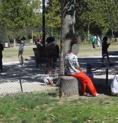 arbre n°107111 aout 2022 Noyer numéro 107111 aout 2022