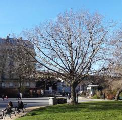 L'arbre numéro 107149 est un Pterocarya (Pterocarya stenoptera) de 10 mètres de haut et 195 cm de circonférence.
Il est situé Flatters parc Montsouris / 28 boulevard Jourdan Paris 14ème arrondissement (coordonnées GPS 48.82385, 2.33677)