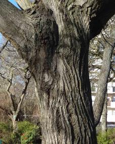 L'arbre numéro 107149 est un Pterocarya (Pterocarya stenoptera) de 10 mètres de haut et 195 cm de circonférence.
Il est situé Flatters parc Montsouris / 28 boulevard Jourdan Paris 14ème arrondissement (coordonnées GPS 48.82385, 2.33677)