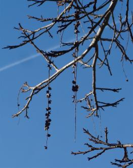 L'arbre numéro 107149 est un Pterocarya (Pterocarya stenoptera) de 10 mètres de haut et 195 cm de circonférence.
Il est situé Flatters parc Montsouris / 28 boulevard Jourdan Paris 14ème arrondissement (coordonnées GPS 48.82385, 2.33677)