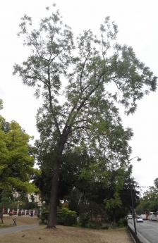 L'arbre numéro 108647 est un Noyer (Juglans nigra) de 16 mètres de haut et 204 cm de circonférence.
Il est situé Canton 09 Jardins du Trocadero / 3 Place de Varsovie Paris 16ème arrondissement (coordonnées GPS 48.86149, 2.29134)