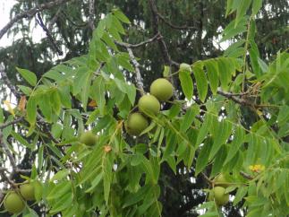 L'arbre numéro 108647 est un Noyer (Juglans nigra) de 16 mètres de haut et 204 cm de circonférence.
Il est situé Canton 09 Jardins du Trocadero / 3 Place de Varsovie Paris 16ème arrondissement (coordonnées GPS 48.86149, 2.29134)