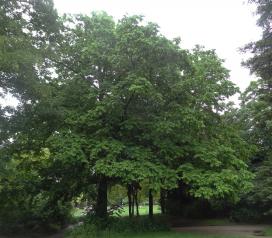 L'arbre numéro 110938 est un Pterocarya (Pterocarya stenoptera) de 20 mètres de haut et 275 cm de circonférence.
Il est situé Volcan / Puits parc Montsouris / 28 boulevard Jourdan Paris 14ème arrondissement (coordonnées GPS 48.82217, 2.33633)