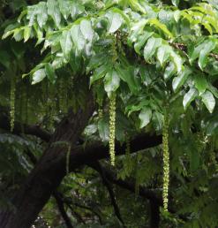 L'arbre numéro 110938 est un Pterocarya (Pterocarya stenoptera) de 20 mètres de haut et 275 cm de circonférence.
Il est situé Volcan / Puits parc Montsouris / 28 boulevard Jourdan Paris 14ème arrondissement (coordonnées GPS 48.82217, 2.33633)