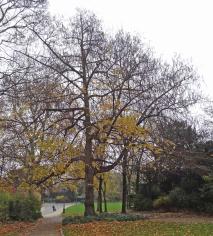 L'arbre numéro 110938 est un Pterocarya (Pterocarya stenoptera) de 20 mètres de haut et 275 cm de circonférence.
Il est situé Volcan / Puits parc Montsouris / 28 boulevard Jourdan Paris 14ème arrondissement (coordonnées GPS 48.82217, 2.33633)