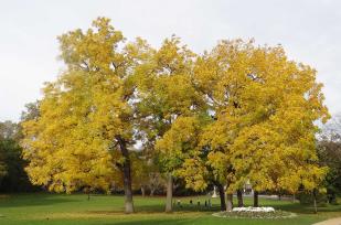 L'arbre numéro 110952 est un Noyer (Juglans nigra) de 26 mètres de haut et 305 cm de circonférence.
Il est situé Grande Pelouse parc Montsouris / 28 boulevard Jourdan Paris 14ème arrondissement (coordonnées GPS 48.82294, 2.33702)
L'arbre numéro 110953 est un Noyer (Juglans nigra) de 25 mètres de haut et 240 cm de circonférence.
Il est situé Grande Pelouse parc Montsouris / 28 boulevard Jourdan Paris 14ème arrondissement (coordonnées GPS 48.82297, 2.33706)
L'arbre numéro 110954 est un Noyer (Juglans nigra) de 22 mètres de haut et 200 cm de circonférence.
Il est situé Grande Pelouse parc Montsouris / 28 boulevard Jourdan Paris 14ème arrondissement (coordonnées GPS 48.82297, 2.33716)
L'arbre numéro 111633 est un Noyer (Juglans nigra) de 22 mètres de haut et 155 cm de circonférence.
Il est situé Grande Pelouse parc Montsouris / 28 boulevard Jourdan Paris 14ème arrondissement (coordonnées GPS 48.82301, 2.33717)
