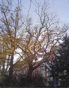 L'arbre numéro 111778 est un Pterocarya (Pterocarya) de 15 mètres de haut et 300 cm de circonférence.
Il est situé square Saint Lambert / 2 rue Jean Formige Paris 15ème arrondissement (coordonnées GPS 48.84218, 2.29609)