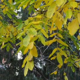 L'arbre numéro 111778 est un Pterocarya (Pterocarya) de 15 mètres de haut et 300 cm de circonférence.
Il est situé square Saint Lambert / 2 rue Jean Formige Paris 15ème arrondissement (coordonnées GPS 48.84218, 2.29609)