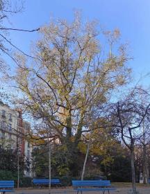 L'arbre numéro 111779 est un Pterocarya (Pterocarya) de 15 mètres de haut et 230 cm de circonférence.
Il est situé square Saint Lambert / 2 rue Jean Formige Paris 15ème arrondissement (coordonnées GPS 48.84215, 2.29613)