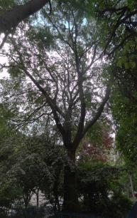 Micocoulier (Celtis koraiensis), 290 cm de circonférence, planté en 1970 Square Saint Lambert (15ème)