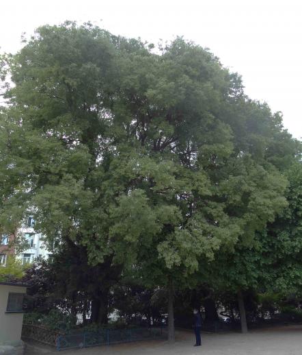 Micocoulier (Celtis koraiensis), 290 cm de circonférence, planté en 1970 Square Saint Lambert (15ème)