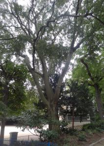 Micocoulier (Celtis koraiensis), 290 cm de circonférence, planté en 1970 Square Saint Lambert (15ème)