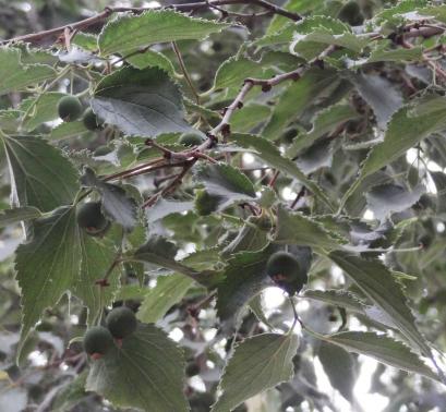 Micocoulier (Celtis koraiensis), 290 cm de circonférence, planté en 1970 Square Saint Lambert (15ème)