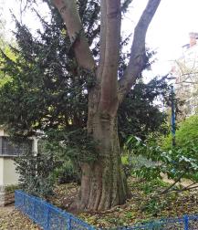 Micocoulier (Celtis koraiensis), 290 cm de circonférence, planté en 1970 Square Saint Lambert (15ème)