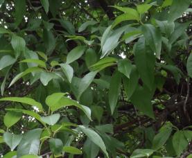 arbre n°112261 aout 2021 Pêcher numéro 112261 aout 2021