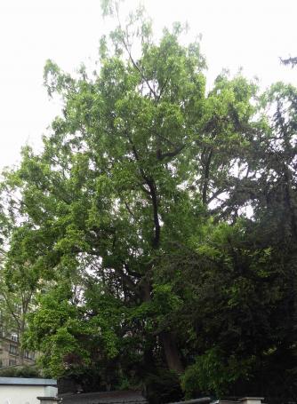 L'arbre numéro 112525 est un Pterocarya (Pterocarya fraxinifolia) de 20 mètres de haut et 297 cm de circonférence.
Il est situé Talus du Funiculaire square Louise Michel / 6 Place Saint Pierre Paris 18ème arrondissement (coordonnées GPS 48.88494, 2.34286)
