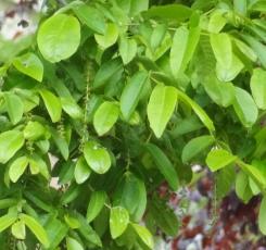 L'arbre numéro 112525 est un Pterocarya (Pterocarya fraxinifolia) de 20 mètres de haut et 297 cm de circonférence.
Il est situé Talus du Funiculaire square Louise Michel / 6 Place Saint Pierre Paris 18ème arrondissement (coordonnées GPS 48.88494, 2.34286)