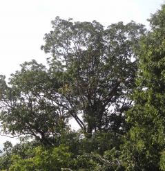 Pterocarya (Pterocarya fraxinifolia), 416 cm de circonférence, planté en 1900 Square Louise Michel (18ème)