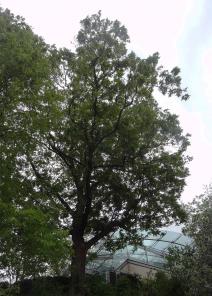 L'arbre numéro 112551 est un Pterocarya (Pterocarya fraxinifolia) de 25 mètres de haut et 314 cm de circonférence.
Il est situé Talus du Funiculaire square Louise Michel / 6 Place Saint Pierre Paris 18ème arrondissement (coordonnées GPS 48.88555, 2.3427)