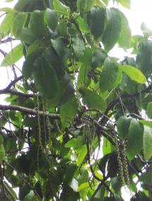 L'arbre numéro 112551 est un Pterocarya (Pterocarya fraxinifolia) de 25 mètres de haut et 314 cm de circonférence.
Il est situé Talus du Funiculaire square Louise Michel / 6 Place Saint Pierre Paris 18ème arrondissement (coordonnées GPS 48.88555, 2.3427)