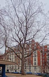 L'arbre numéro 113002 est un Pterocarya (Pterocarya) de 15 mètres de haut et 255 cm de circonférence.
Il est situé square Saint Lambert / 2 rue Jean Formige Paris 15ème arrondissement (coordonnées GPS 48.84169, 2.2971)