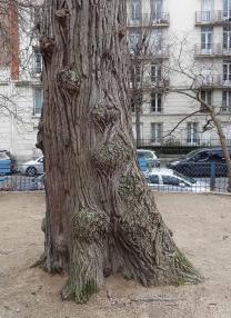 L'arbre numéro 113002 est un Pterocarya (Pterocarya) de 15 mètres de haut et 255 cm de circonférence.
Il est situé square Saint Lambert / 2 rue Jean Formige Paris 15ème arrondissement (coordonnées GPS 48.84169, 2.2971)