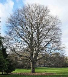 Hêtre (Fagus sylvatica) localisé Parc Montsouris