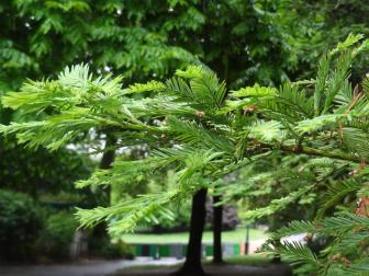 Sequoia (Sequoia sempervirens), 405 cm de circonférence, planté en 1935 Parc Montsouris (14ème)