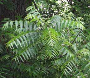 L'arbre numéro 113543 est un Noyer (Juglans nigra) de 20 mètres de haut et 230 cm de circonférence.
Il est situé Plateau Baigneuses parc Montsouris / 28 boulevard Jourdan Paris 14ème arrondissement (coordonnées GPS 48.82235, 2.33914)