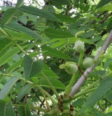 L'arbre numéro 113543 est un Noyer (Juglans nigra) de 20 mètres de haut et 230 cm de circonférence.
Il est situé Plateau Baigneuses parc Montsouris / 28 boulevard Jourdan Paris 14ème arrondissement (coordonnées GPS 48.82235, 2.33914)
