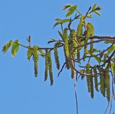 Pterocarya (Pterocarya x rehderiana) localisé Jardin des Serres dAuteuil
