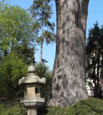 Pterocarya (Pterocarya x rehderiana) localisé Jardin des Serres dAuteuil