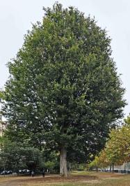 Orme (Zelkova carpinifolia), 445 cm de circonférence, planté en 1852 Jardin de l Avenue Foch (16ème)