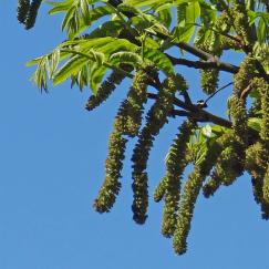 L'arbre numéro 115066 est un Pterocarya (Pterocarya fraxinifolia) de 7 mètres de haut et 77 cm de circonférence.
Il est situé Pelouse 14 - 11 à 27 jardin de l'avenue Foch / 10 avenue Foch Paris 16ème arrondissement (coordonnées GPS 48.87291, 2.28858)