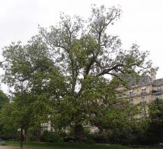 L'arbre numéro 115357 est un Pterocarya (Pterocarya fraxinifolia) de 19 mètres de haut et 430 cm de circonférence.
Il est situé Pelouse 05 - 54 à 68 jardin de l'avenue Foch / 10 avenue Foch Paris 16ème arrondissement (coordonnées GPS 48.87266, 2.28221)