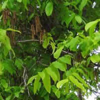 L'arbre numéro 115357 est un Pterocarya (Pterocarya fraxinifolia) de 19 mètres de haut et 430 cm de circonférence.
Il est situé Pelouse 05 - 54 à 68 jardin de l'avenue Foch / 10 avenue Foch Paris 16ème arrondissement (coordonnées GPS 48.87266, 2.28221)