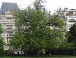 L'arbre numéro 115357 est un Pterocarya (Pterocarya fraxinifolia) de 19 mètres de haut et 430 cm de circonférence.
Il est situé Pelouse 05 - 54 à 68 jardin de l'avenue Foch / 10 avenue Foch Paris 16ème arrondissement (coordonnées GPS 48.87266, 2.28221)