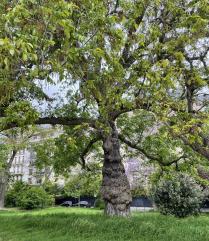 L'arbre numéro 115357 est un Pterocarya (Pterocarya fraxinifolia) de 19 mètres de haut et 430 cm de circonférence.
Il est situé Pelouse 05 - 54 à 68 jardin de l'avenue Foch / 10 avenue Foch Paris 16ème arrondissement (coordonnées GPS 48.87266, 2.28221)