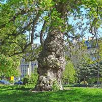L'arbre numéro 115357 est un Pterocarya (Pterocarya fraxinifolia) de 19 mètres de haut et 430 cm de circonférence.
Il est situé Pelouse 05 - 54 à 68 jardin de l'avenue Foch / 10 avenue Foch Paris 16ème arrondissement (coordonnées GPS 48.87266, 2.28221)