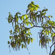 L'arbre numéro 115357 est un Pterocarya (Pterocarya fraxinifolia) de 19 mètres de haut et 430 cm de circonférence.
Il est situé Pelouse 05 - 54 à 68 jardin de l'avenue Foch / 10 avenue Foch Paris 16ème arrondissement (coordonnées GPS 48.87266, 2.28221)