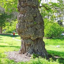 L'arbre numéro 115357 est un Pterocarya (Pterocarya fraxinifolia) de 19 mètres de haut et 430 cm de circonférence.
Il est situé Pelouse 05 - 54 à 68 jardin de l'avenue Foch / 10 avenue Foch Paris 16ème arrondissement (coordonnées GPS 48.87266, 2.28221)