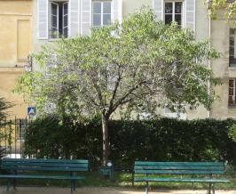 arbre n°115991 septembre 2021 Pêcher numéro 115991 septembre 2021