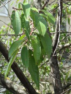 arbre n°115991 septembre 2021 Pêcher numéro 115991 septembre 2021