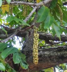 L'arbre numéro 119904 est un Pterocarya (Pterocarya) de 12 mètres de haut et 170 cm de circonférence.
Il est situé square Leon Serpollet / 156 rue Marcadet Paris 18ème arrondissement (coordonnées GPS 48.89256, 2.33892)
