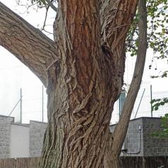 L'arbre numéro 119904 est un Pterocarya (Pterocarya) de 12 mètres de haut et 170 cm de circonférence.
Il est situé square Leon Serpollet / 156 rue Marcadet Paris 18ème arrondissement (coordonnées GPS 48.89256, 2.33892)